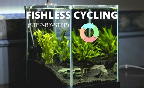 cycle fish|Cycling an Aquarium: Fishless vs. Fish.